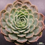 온슬로우(1125-773 : 다육식물 - 엑스플랜트