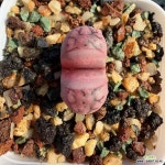 퍼퍼 purper(분채배송)-A1230 : 코노피튬 - 엑스플랜트