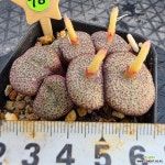 세레시아눔 1130-378 : 코노피튬 - 엑스플랜트