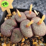 세레시아눔 1130-378 : 코노피튬 - 엑스플랜트