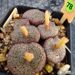 세레시아눔 1130-378 : 코노피튬 - 엑스플랜트