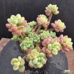 라울 1130-382 : 다육식물 - 엑스플랜트