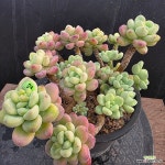 라울 1130-382 : 다육식물 - 엑스플랜트