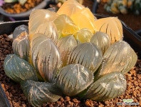 백적선금 1130-478 : 하월시아 - 엑스플랜트