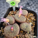 세레시아눔 1130-379 : 코노피튬 - 엑스플랜트