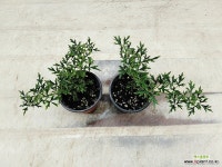 큰상록으아리 캔트마니조 소품 : 공기정화식물 - 엑스플랜트