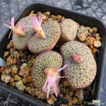 세레시아눔 1130-379 : 코노피튬 - 엑스플랜트