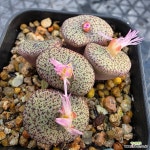 세레시아눔 1130-379 : 코노피튬 - 엑스플랜트