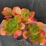 니스 1130-381 : 다육식물 - 엑스플랜트