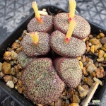 세레시아눔 1130-378 : 코노피튬 - 엑스플랜트