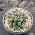 하월시아 12-01 : 하월시아 - 엑스플랜트