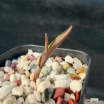 (첫번째모주사진참고)라케날리아 비리디플로라Lachenalia viridiflora(분채배송)-A1354 : 아프리카식물(코덱스) - 엑스플랜트