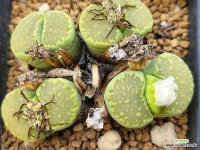 플러그린 212-5645 : 리톱스 - 엑스플랜트