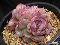 스파이시로즈. 중대품 : 다육식물 - 엑스플랜트