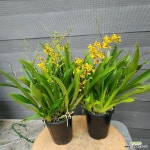 환타지아 오직 유향종 : 기타 서양란 - 엑스플랜트