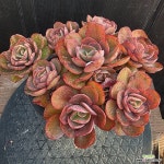 수연 1219-184 : 다육식물 - 엑스플랜트