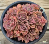 수연 : 다육식물 - 엑스플랜트