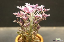 칠보수금 : 다육금 - 엑스플랜트