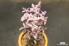 칠보수금 : 다육금 - 엑스플랜트