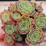 동영상]스카이로즈(분리될수있음)1-109 : 다육식물 - 엑스플랜트