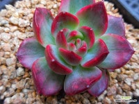 에스콰이어금463(뿌리무) : 다육금 - 엑스플랜트