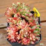 마제스타철화 : 다육철화 - 엑스플랜트