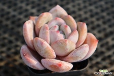 상아스페셜 85-24 : 다육식물 - 엑스플랜트