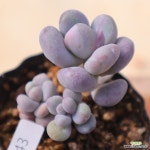 동영상]버블리2-143 : 다육식물 - 엑스플랜트