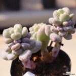 동영상]버블리2-144 : 다육식물 - 엑스플랜트