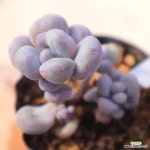 동영상]버블리2-143 : 다육식물 - 엑스플랜트