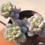 동영상]버블리2-144 : 다육식물 - 엑스플랜트