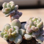 동영상]버블리2-144 : 다육식물 - 엑스플랜트