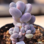 동영상]버블리2-143 : 다육식물 - 엑스플랜트