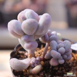 동영상]버블리2-143 : 다육식물 - 엑스플랜트