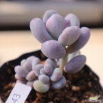 동영상]버블리2-143 : 다육식물 - 엑스플랜트