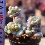 동영상]버블리2-144 : 다육식물 - 엑스플랜트