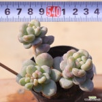 동영상]버블리2-144 : 다육식물 - 엑스플랜트