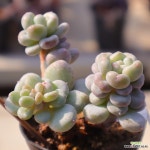 동영상]버블리2-144 : 다육식물 - 엑스플랜트