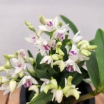 석곡 - 엑스플랜트