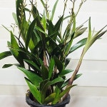 기타 서양란 - 엑스플랜트