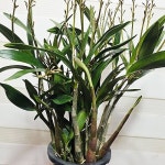 기타 서양란 - 엑스플랜트