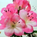 기타 서양란 - 엑스플랜트