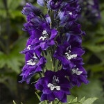 델피 : 엑스플랜트