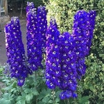 델피 : 엑스플랜트