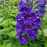 엑스플랜트 : 엑스플랜트 관엽식물/공기정화식물 가로1~30cm,높이30~50cm : 엑스플랜트