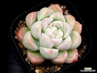 하이브 15-113 : 다육식물 - 엑스플랜트