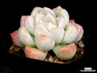 하이브 15-113 : 다육식물 - 엑스플랜트