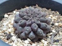 치레오레부티아 실생 블랙 소형종 국내산 세원선인장 : 선인장 - 엑스플랜트