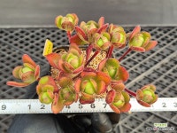 아도데스3-2596 : 다육식물 - 엑스플랜트