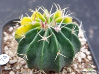 실생 능파 금 (H. texensis variegated) : 선인장 - 엑스플랜트